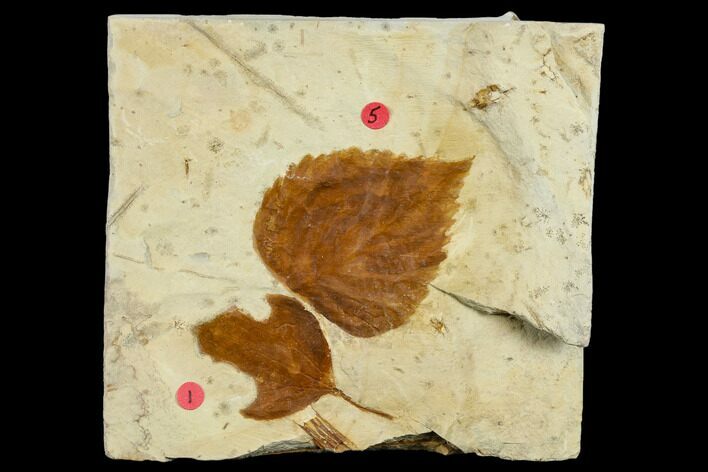 Two Fossil Leaves (Celtis And Davidia) With Insect Damage - Montana #113226